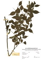 藏品(苦梅根木)的圖片